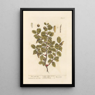 The Scarlet Oak - Elizabeth Blackwell — framed artwork on a wall