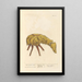 L'agneau scythe - Elizabeth Blackwell — framed artwork on a wall