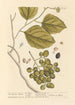 The Plum Tree Sebesten - Elizabeth Blackwell — artwork view