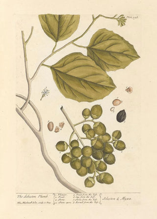 The Plum Tree Sebesten - Elizabeth Blackwell — artwork view
