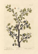 The Blackthorn - Elizabeth Blackwell — artwork view