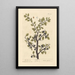 The Blackthorn - Elizabeth Blackwell — framed artwork on a wall