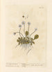 La petite marguerite sauvage - Elizabeth Blackwell — artwork view