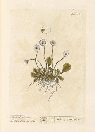 La petite marguerite sauvage - Elizabeth Blackwell — artwork view