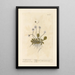 La petite marguerite sauvage - Elizabeth Blackwell — framed artwork on a wall