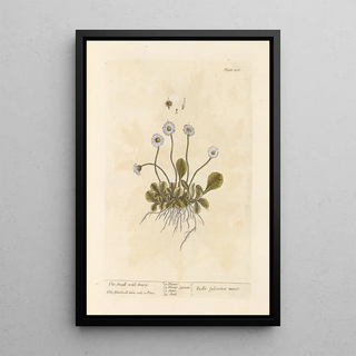 La petite marguerite sauvage - Elizabeth Blackwell — framed artwork on a wall