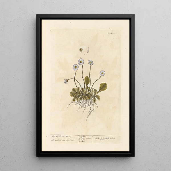 La petite marguerite sauvage - Elizabeth Blackwell — framed artwork on a wall