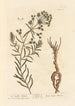 La petite euphorbe - Elizabeth Blackwell — artwork view
