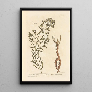 La petite euphorbe - Elizabeth Blackwell — framed artwork on a wall
