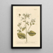 The Little Tobacco Shop - Elizabeth Blackwell — framed artwork on a wall