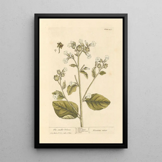 The Little Tobacco Shop - Elizabeth Blackwell — framed artwork on a wall