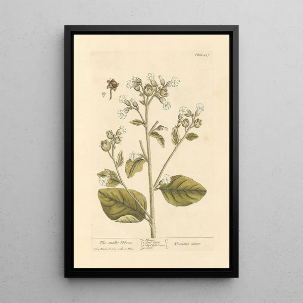 The Little Tobacco Shop - Elizabeth Blackwell — framed artwork on a wall