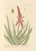 L'aloès succotrine - Elizabeth Blackwell — artwork view