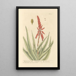 L'aloès succotrine - Elizabeth Blackwell — framed artwork on a wall