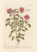 The Sweet Cistus of Candia - Elizabeth Blackwell — artwork view