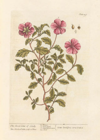 The Sweet Cistus of Candia - Elizabeth Blackwell — artwork view