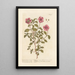 The Sweet Cistus of Candia - Elizabeth Blackwell — framed artwork on a wall