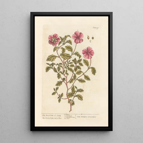 The Sweet Cistus of Candia - Elizabeth Blackwell — framed artwork on a wall