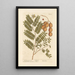 The Tamarind Tree - Elizabeth Blackwell — framed artwork on a wall