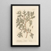 L'arbre de vie - Elizabeth Blackwell — framed artwork on a wall