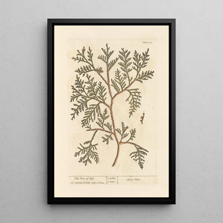 L'arbre de vie - Elizabeth Blackwell — framed artwork on a wall