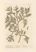 L'arbre de vie - Elizabeth Blackwell — artwork view