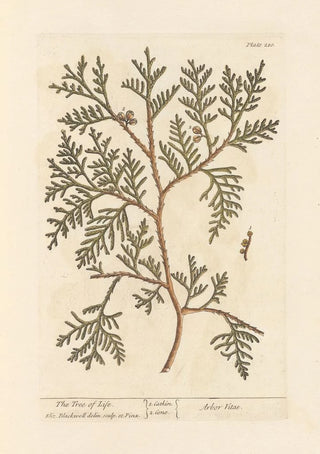 L'arbre de vie - Elizabeth Blackwell — artwork view