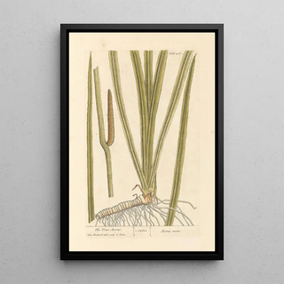 The true acore - Elizabeth Blackwell — framed artwork on a wall