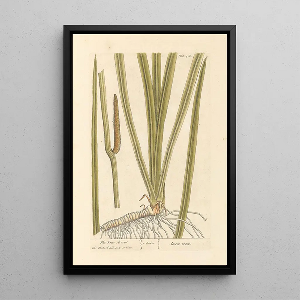 The true acore - Elizabeth Blackwell — framed artwork on a wall