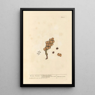 The True Oregano - Elizabeth Blackwell — framed artwork on a wall