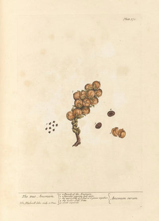 The True Oregano - Elizabeth Blackwell — artwork view