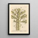 The true euphorbia - Elizabeth Blackwell — framed artwork on a wall