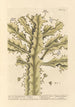 The true euphorbia - Elizabeth Blackwell — artwork view