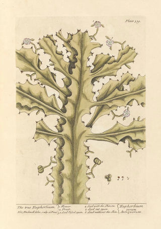 The true euphorbia - Elizabeth Blackwell — artwork view