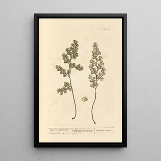 The True Capillary - Elizabeth Blackwell — framed artwork on a wall