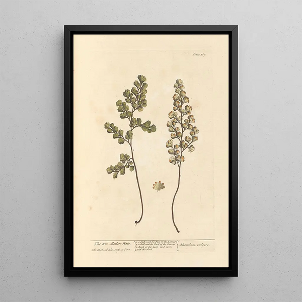 The True Capillary - Elizabeth Blackwell — framed artwork on a wall