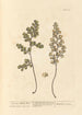 The True Capillary - Elizabeth Blackwell — artwork view