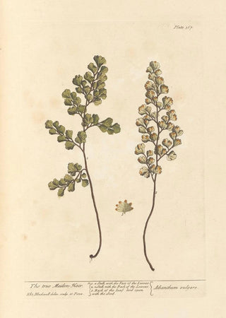 The True Capillary - Elizabeth Blackwell — artwork view