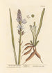 The true white asphodel - Elizabeth Blackwell — artwork view