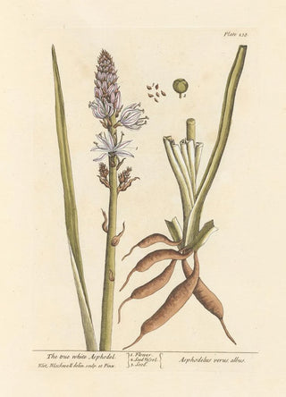 The true white asphodel - Elizabeth Blackwell — artwork view