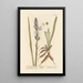 The true white asphodel - Elizabeth Blackwell — framed artwork on a wall