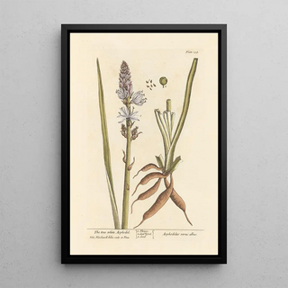 The true white asphodel - Elizabeth Blackwell — framed artwork on a wall