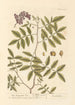 The Terebinth - Elizabeth Blackwell — artwork view
