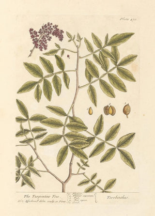 The Terebinth - Elizabeth Blackwell — artwork view