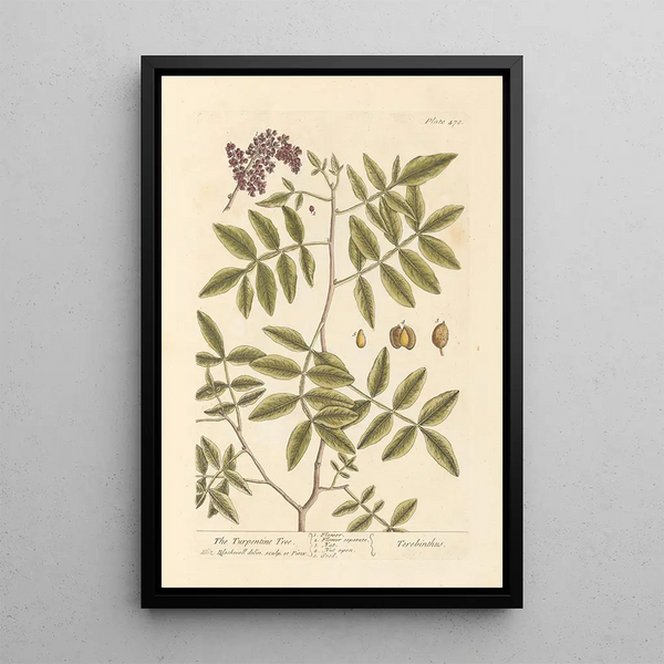 The Terebinth - Elizabeth Blackwell — framed artwork on a wall