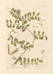 La vesce - Elizabeth Blackwell — artwork view