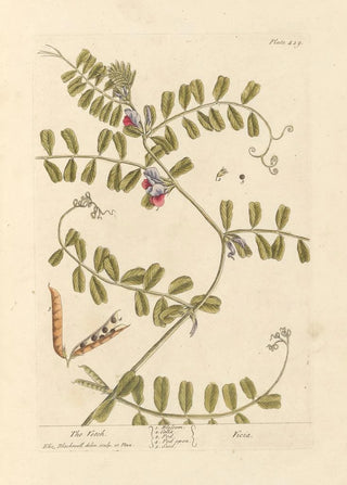 La vesce - Elizabeth Blackwell — artwork view