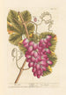 The Vine - Elizabeth Blackwell — artwork view