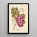 The Vine - Elizabeth Blackwell — framed artwork on a wall