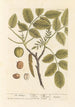 The Walnut Tree - Elizabeth Blackwell — artwork view